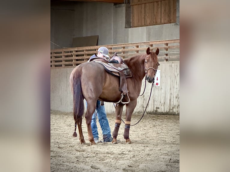 American Quarter Horse Hengst 4 Jahre 148 cm Dunkelfuchs in Eppan