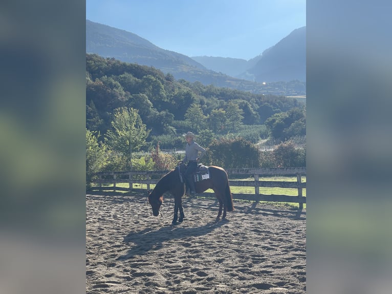 American Quarter Horse Hengst 4 Jahre 148 cm Dunkelfuchs in Eppan