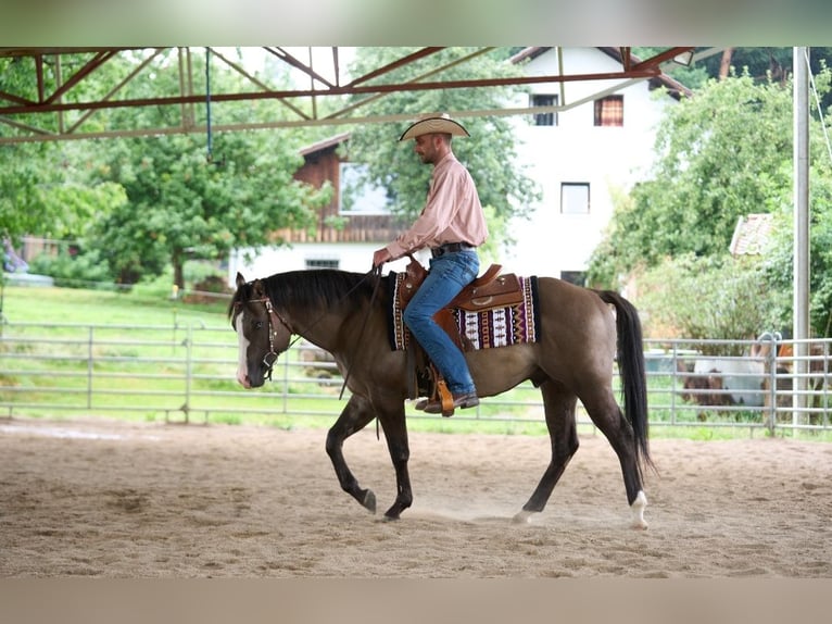 American Quarter Horse Hengst 4 Jahre 149 cm Grullo in Lalling