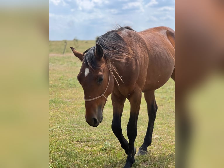 American Quarter Horse Mix Hengst 4 Jahre 150 cm Brauner in Grajera