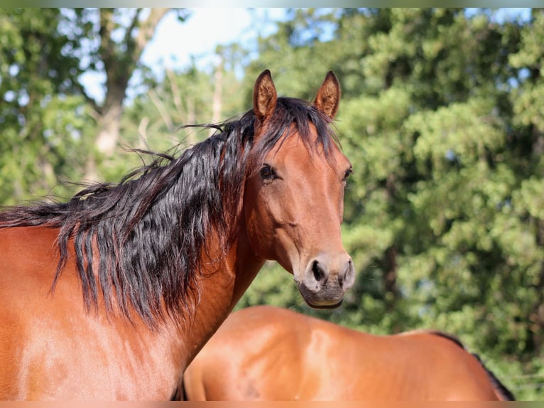American Quarter Horse Hengst 4 Jahre 150 cm Brauner in Stade