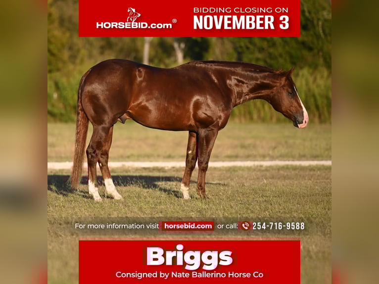 American Quarter Horse Hengst 4 Jahre 150 cm Dunkelfuchs in Waco