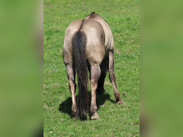 American Quarter Horse Hengst 4 Jahre 150 cm Grullo in Wahlsburg