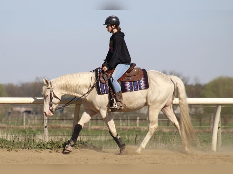 American Quarter Horse Hengst 4 Jahre 150 cm in Hoogeind 45