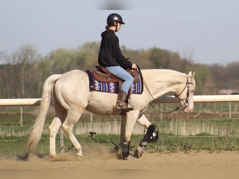 American Quarter Horse Hengst 4 Jahre 150 cm in Hoogeind 45