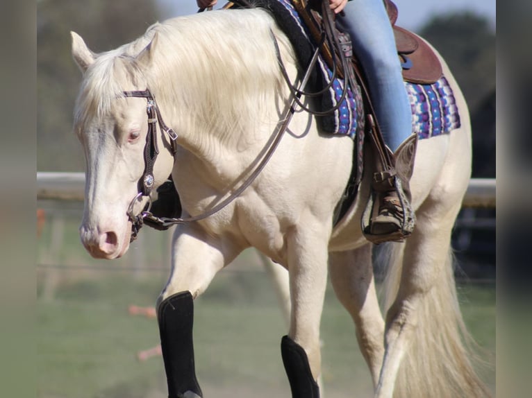 American Quarter Horse Hengst 4 Jahre 150 cm in Hoogeind 45