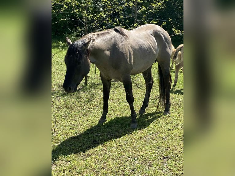American Quarter Horse Hengst 4 Jahre 152 cm Grullo in Hosszuheteny