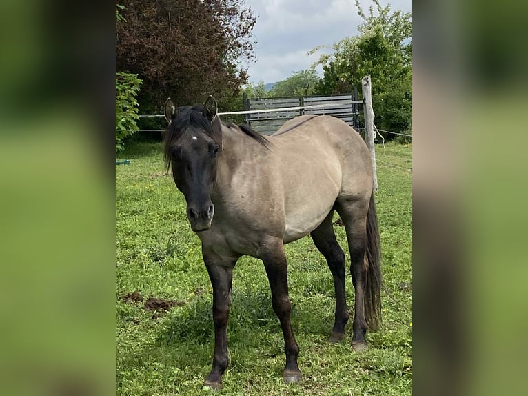 American Quarter Horse Hengst 4 Jahre 152 cm Grullo in Hosszuheteny