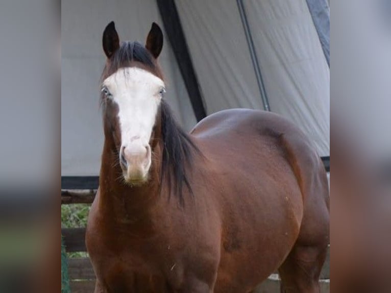 American Quarter Horse Hengst 4 Jahre 154 cm Brauner in Theisseil
