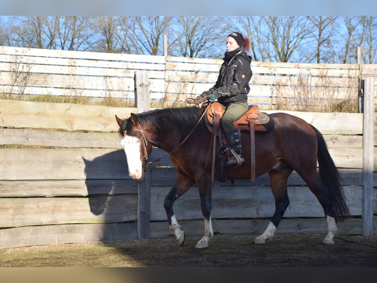 American Quarter Horse Hengst 4 Jahre 154 cm Brauner in Theisseil
