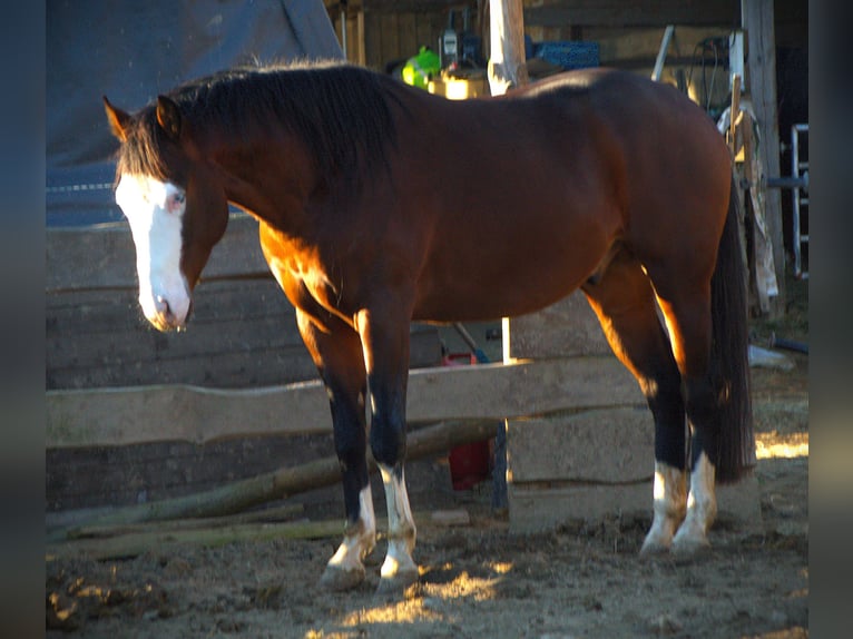 American Quarter Horse Hengst 4 Jahre 154 cm Brauner in Theisseil
