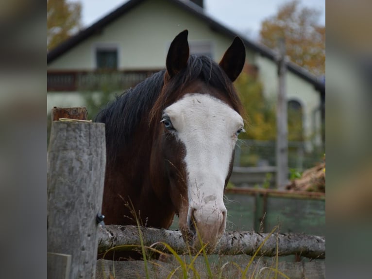 American Quarter Horse Hengst 4 Jahre 154 cm Brauner in Theisseil