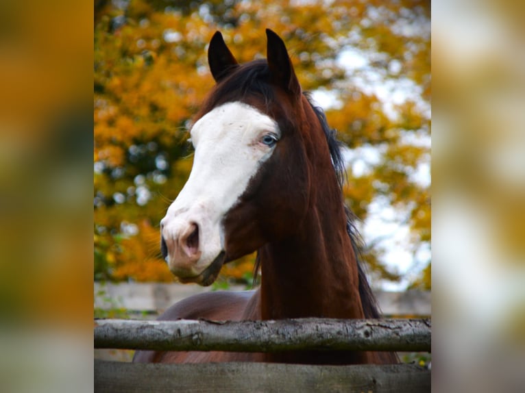 American Quarter Horse Hengst 4 Jahre 154 cm Brauner in Theisseil