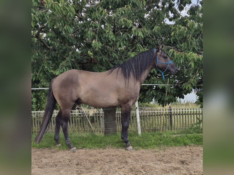 American Quarter Horse Hengst 4 Jahre 154 cm Grullo in Tann