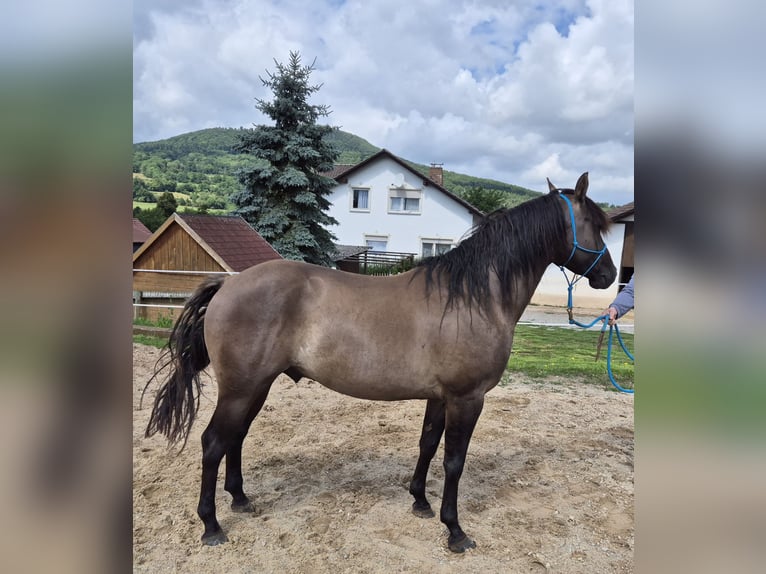 American Quarter Horse Hengst 4 Jahre 154 cm Grullo in Tann