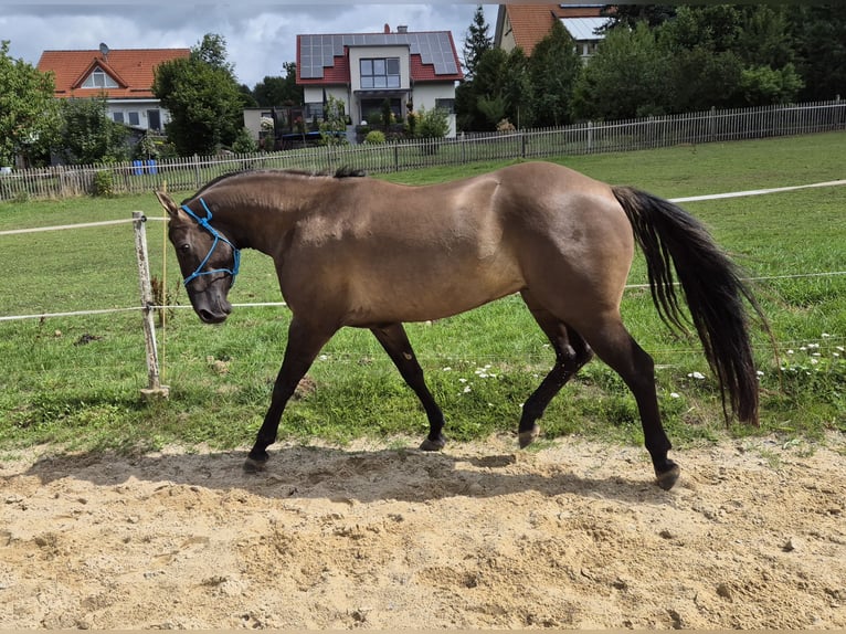 American Quarter Horse Hengst 4 Jahre 154 cm Grullo in Tann