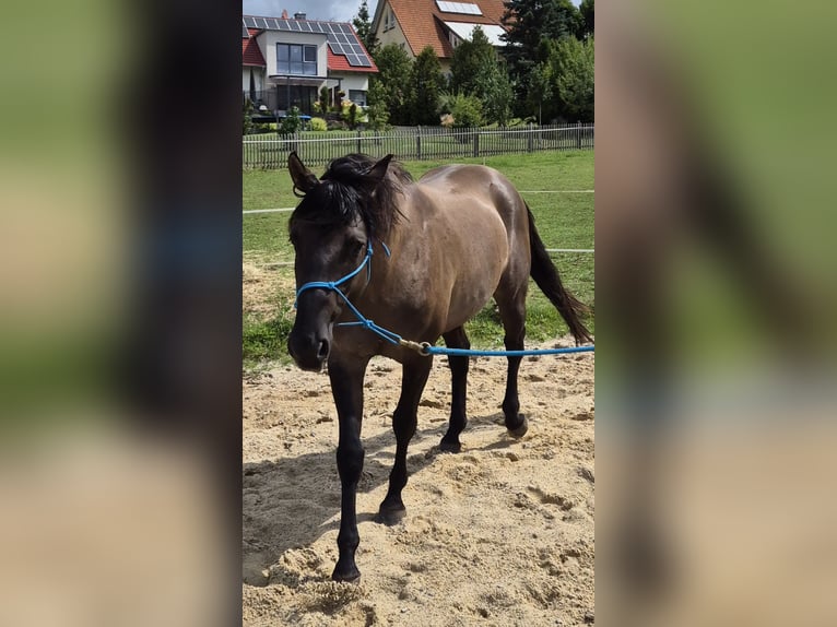 American Quarter Horse Hengst 4 Jahre 154 cm Grullo in Tann