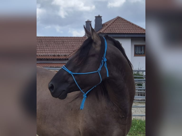 American Quarter Horse Hengst 4 Jahre 154 cm Grullo in Tann