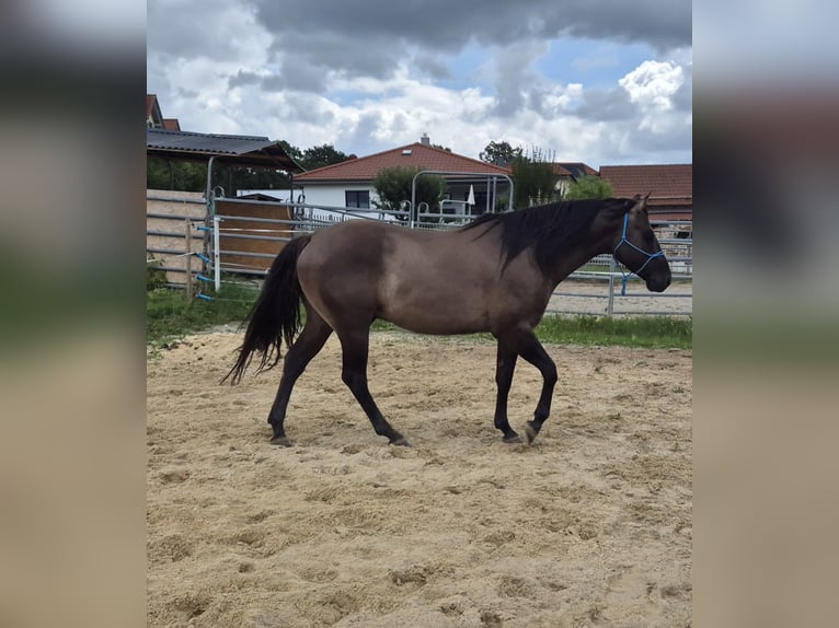 American Quarter Horse Hengst 4 Jahre 154 cm Grullo in Tann