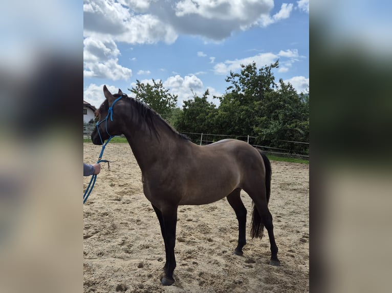 American Quarter Horse Hengst 4 Jahre 154 cm Grullo in Tann