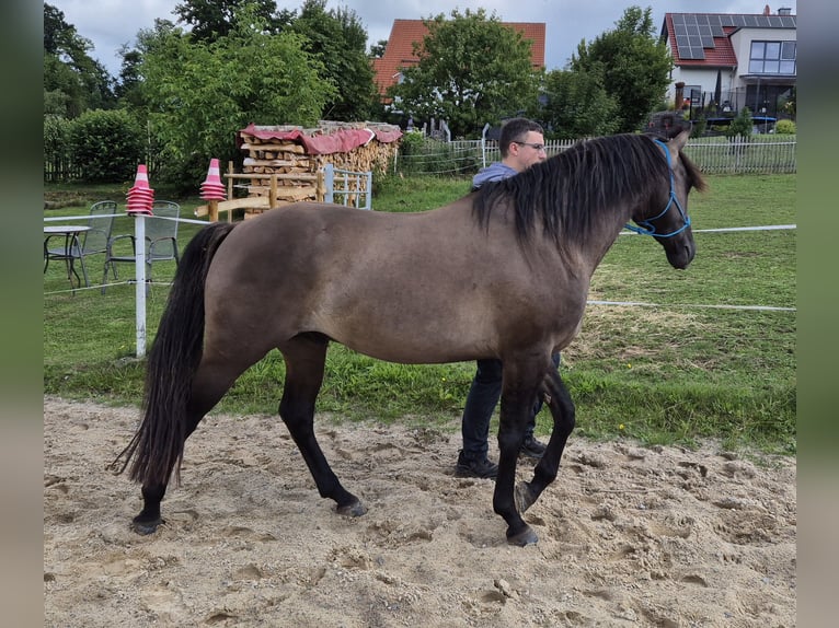 American Quarter Horse Hengst 4 Jahre 154 cm Grullo in Tann