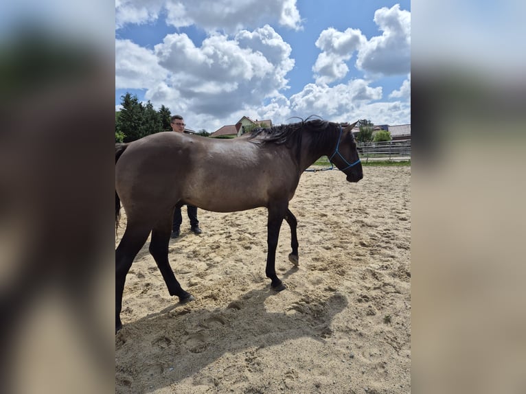 American Quarter Horse Hengst 4 Jahre 154 cm Grullo in Tann