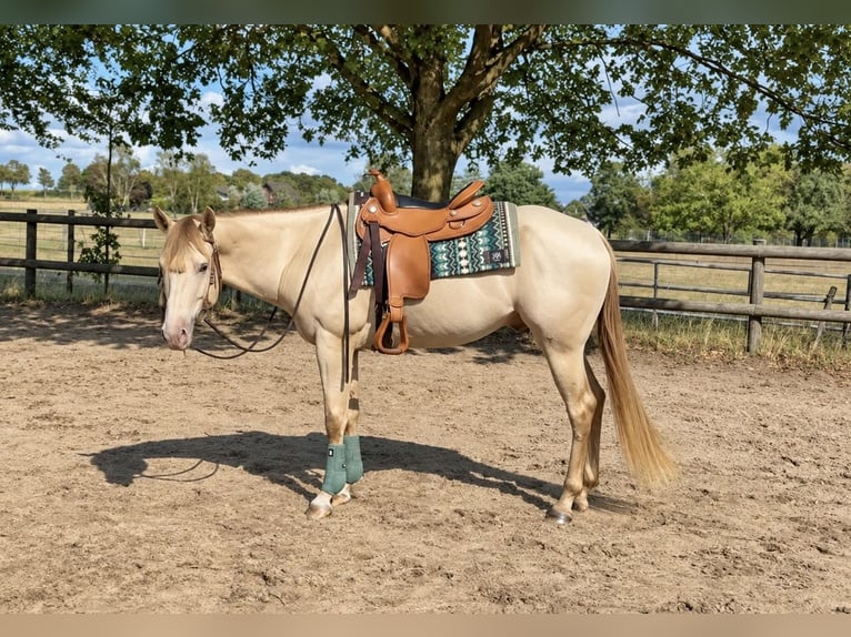 American Quarter Horse Hengst 4 Jahre 155 cm Champagne in Gangelt