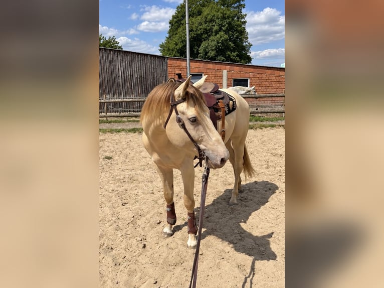 American Quarter Horse Hengst 4 Jahre 155 cm Champagne in Gangelt