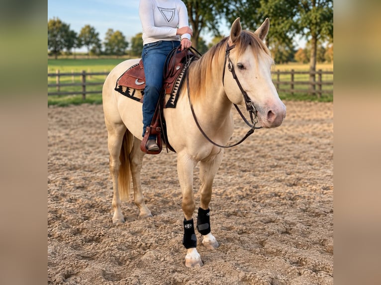 American Quarter Horse Hengst 4 Jahre 155 cm Champagne in Gangelt