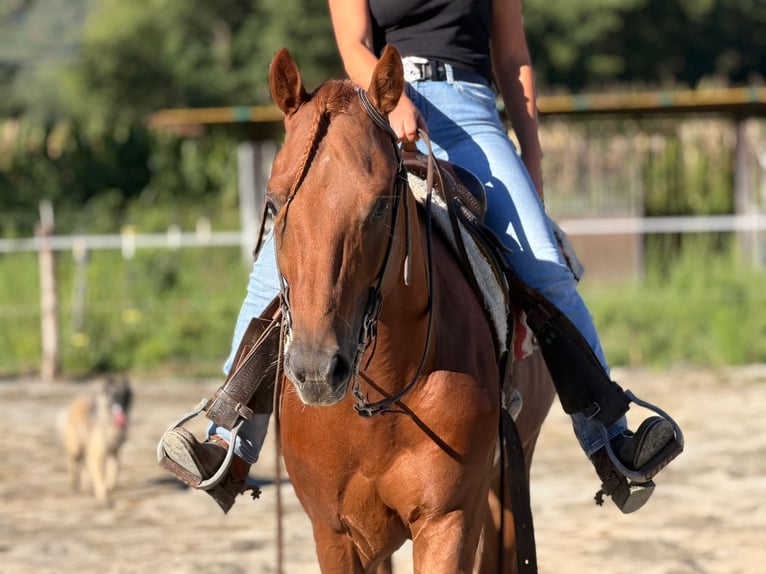 American Quarter Horse Hengst 4 Jahre 155 cm Fuchs in Samolaco