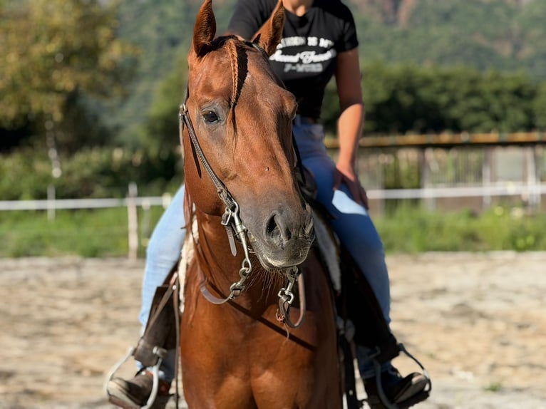American Quarter Horse Hengst 4 Jahre 155 cm Fuchs in Samolaco