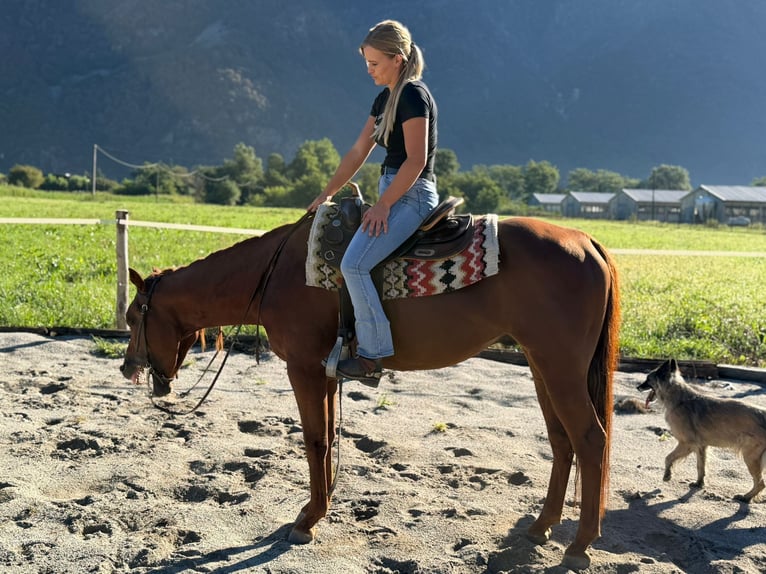 American Quarter Horse Hengst 4 Jahre 155 cm Fuchs in Samolaco
