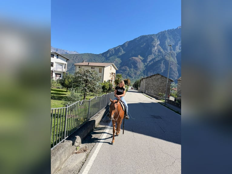American Quarter Horse Hengst 4 Jahre 155 cm Fuchs in Samolaco