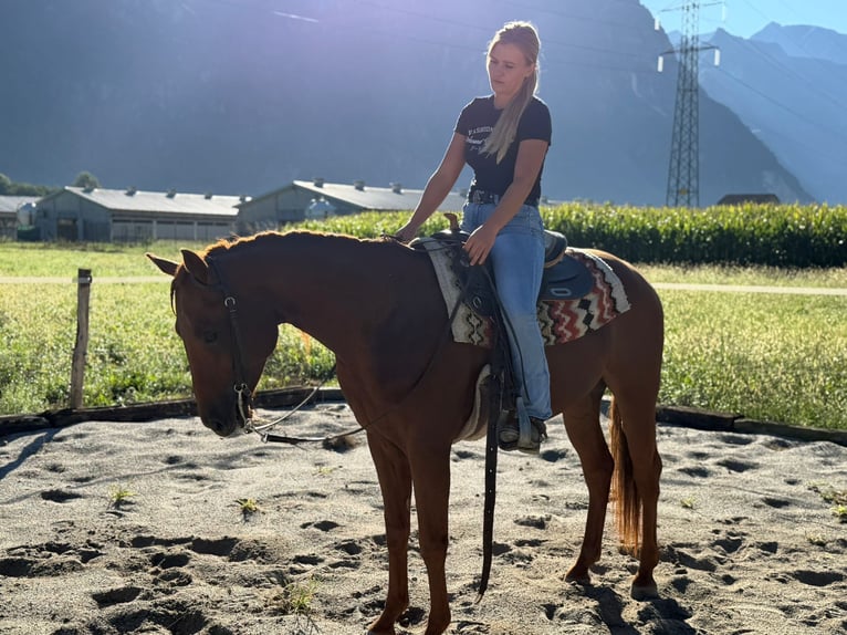 American Quarter Horse Hengst 4 Jahre 155 cm Fuchs in Samolaco