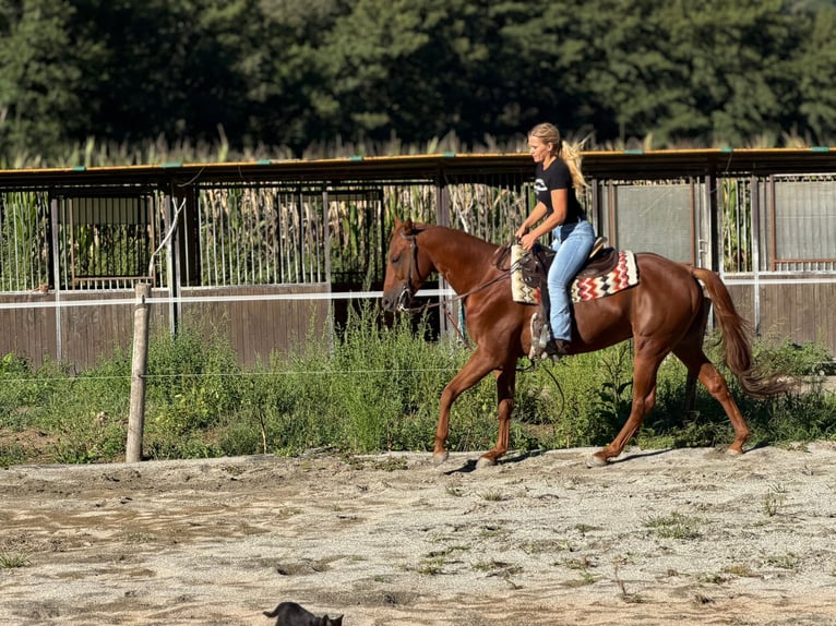 American Quarter Horse Hengst 4 Jahre 155 cm Fuchs in Samolaco
