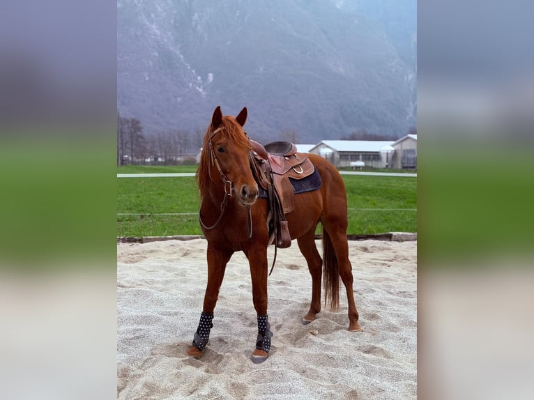 American Quarter Horse Hengst 4 Jahre 155 cm Fuchs in Samolaco