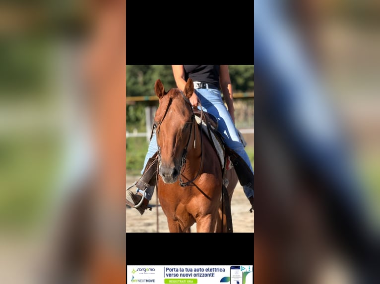 American Quarter Horse Hengst 4 Jahre 155 cm Fuchs in Samolaco