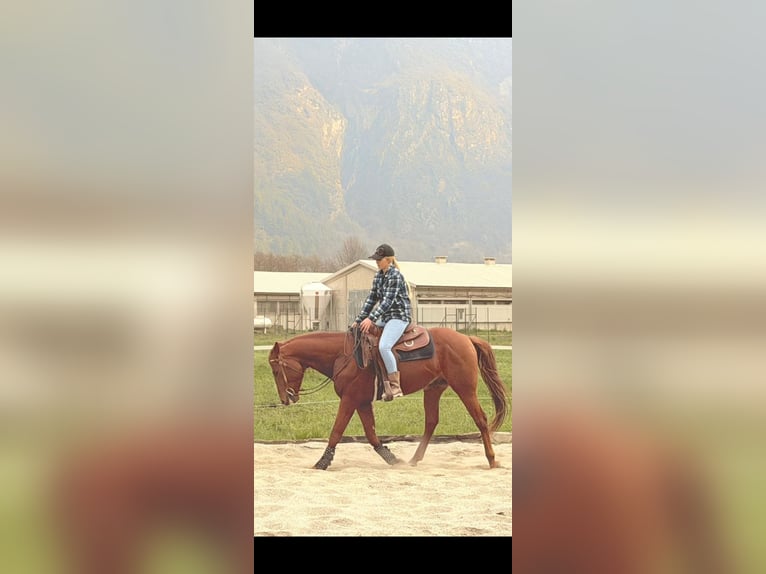 American Quarter Horse Hengst 4 Jahre 156 cm Fuchs in Samolaco