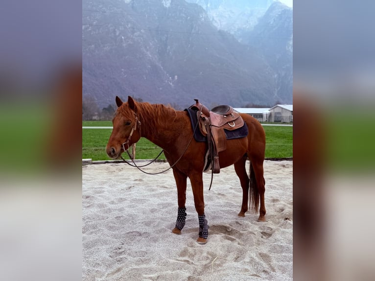 American Quarter Horse Hengst 4 Jahre 156 cm Fuchs in Samolaco
