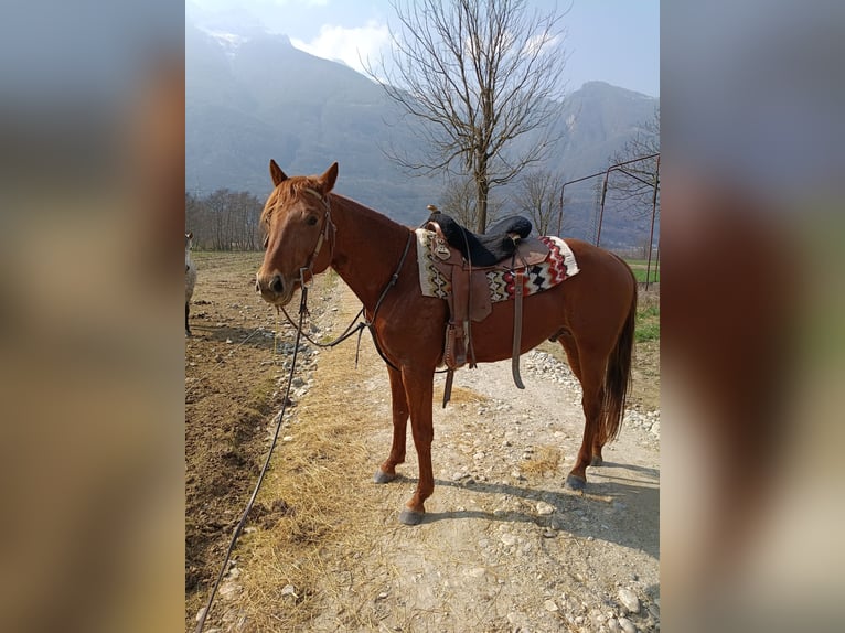 American Quarter Horse Hengst 4 Jahre 156 cm Fuchs in Samolaco