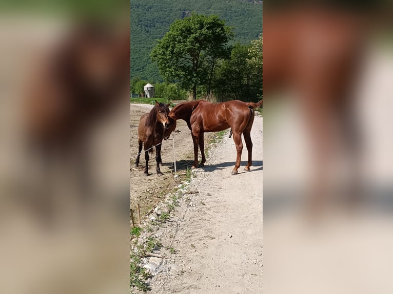 American Quarter Horse Hengst 4 Jahre 156 cm Fuchs in Samolaco