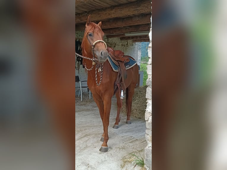 American Quarter Horse Hengst 4 Jahre 156 cm Fuchs in Samolaco