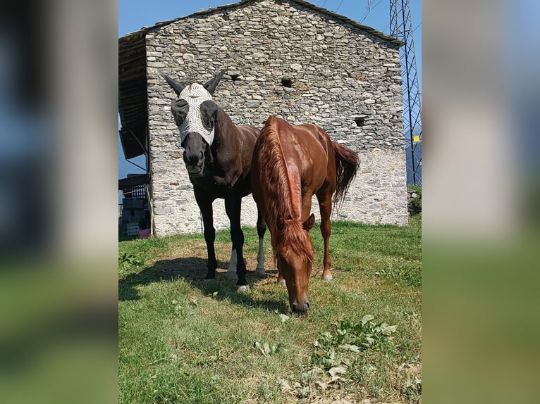 American Quarter Horse Hengst 4 Jahre 156 cm Fuchs in Samolaco