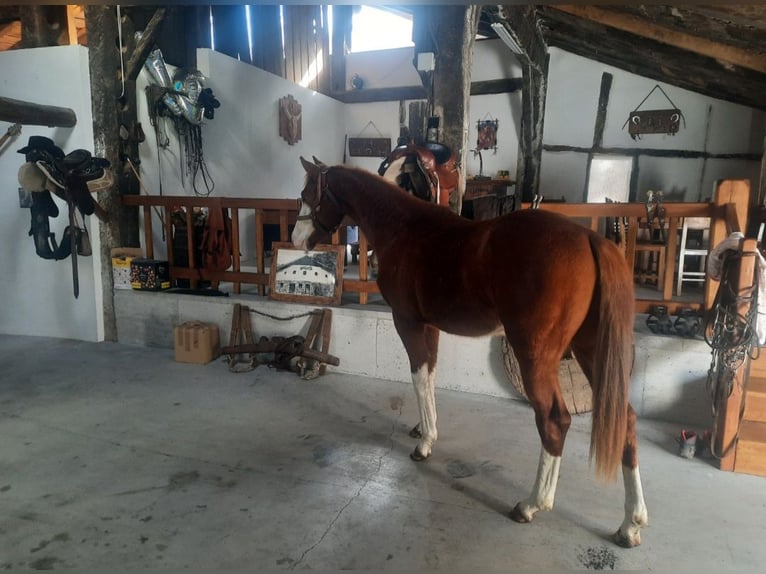 American Quarter Horse Hengst 4 Jahre 158 cm Hellbrauner in Donostia