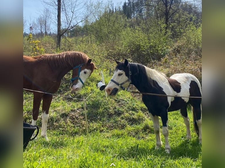 American Quarter Horse Hengst 4 Jahre 158 cm Hellbrauner in Donostia