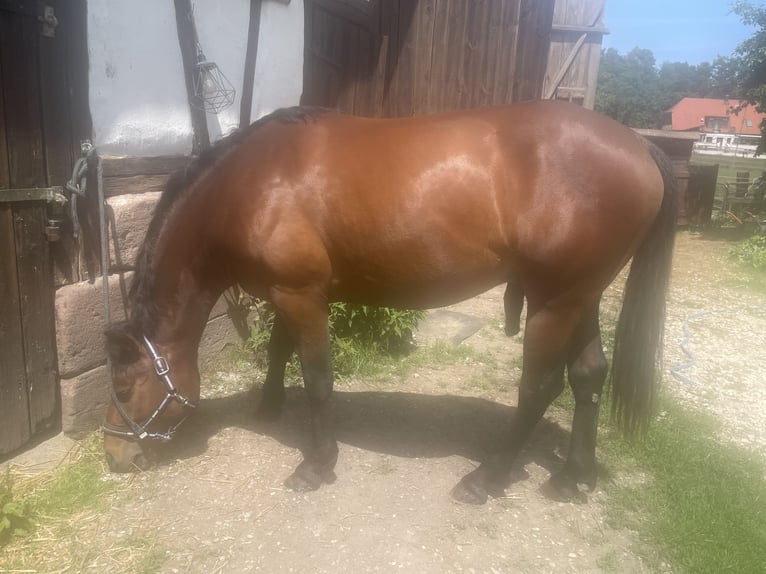 American Quarter Horse Hengst 4 Jahre 160 cm Brauner in Roth