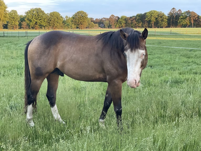 American Quarter Horse Hengst 4 Jahre Buckskin in WorpswedeWorpswede
