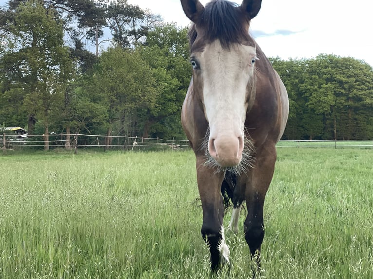 American Quarter Horse Hengst 4 Jahre Buckskin in WorpswedeWorpswede