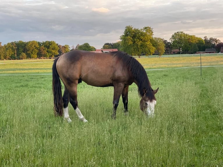 American Quarter Horse Hengst 4 Jahre Buckskin in WorpswedeWorpswede