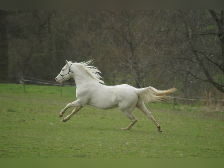 American Quarter Horse Hengst 4 Jahre Perlino in Myjava